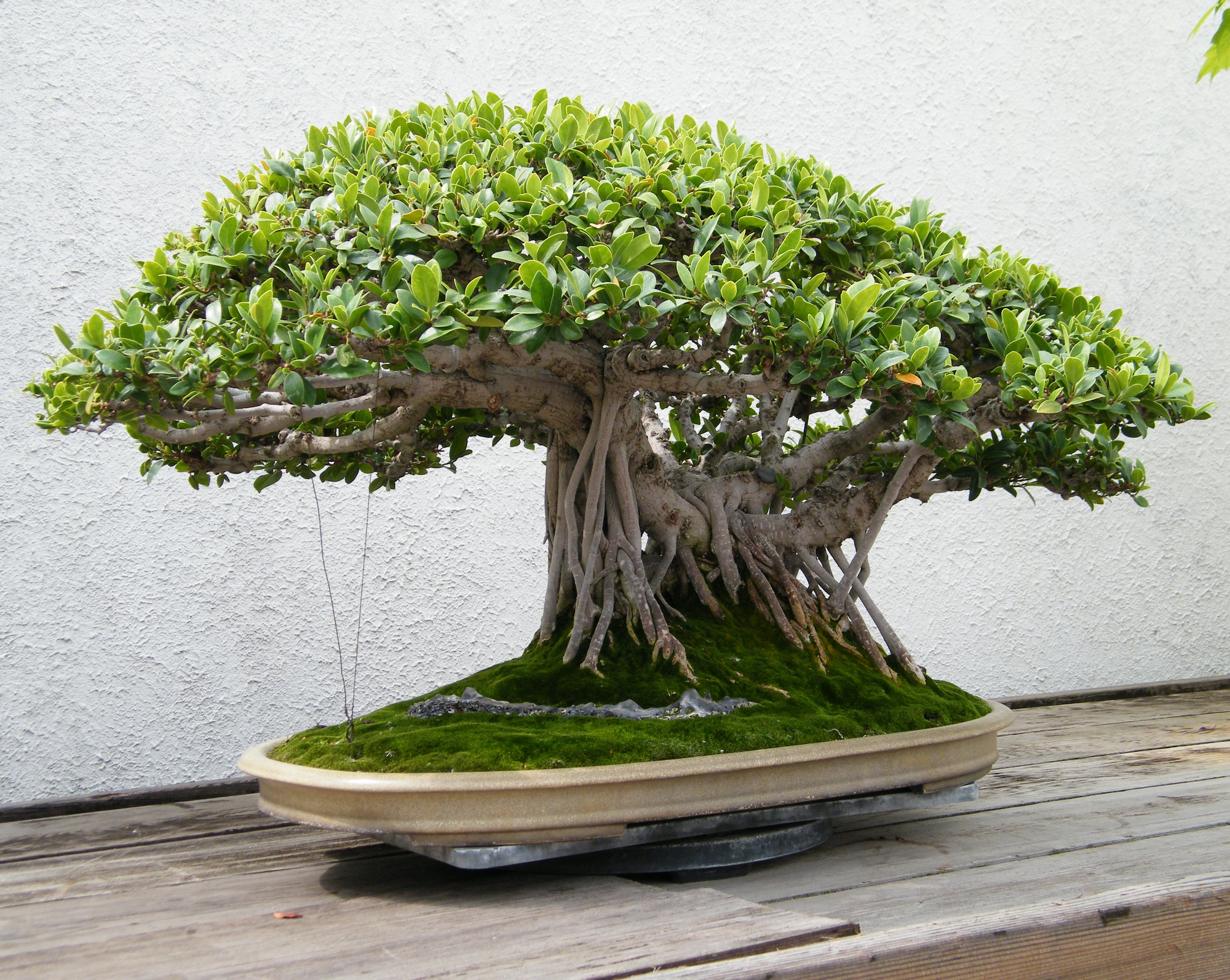 Cây bách bonsai